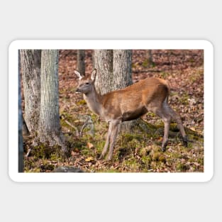 Young Red Deer Sticker